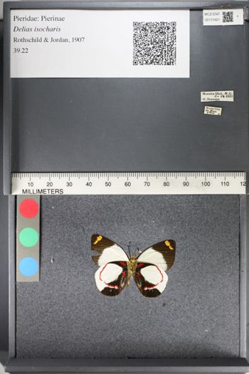 Media type: image;   Entomology 131821